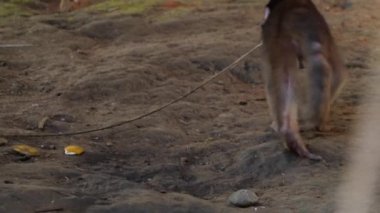 Doğadaki küçük maymun, hayvan videosu. 