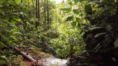 Tropikal ormanlardaki nehir videosu, Ekvador Amazon 