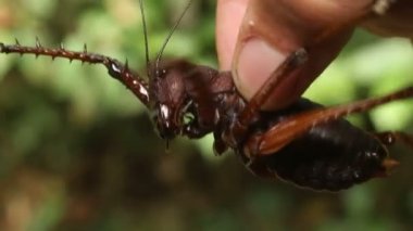 İnsan eliyle yapılan büyük çalı cırcırböceği videosu 