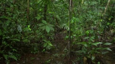 Derin tropikal orman, dalları ve yaprakları olan ağaç gövdeleri, video. 