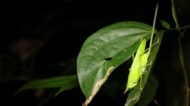 Çekirge Çekirgesi Yeşil Katydid 'in videosu