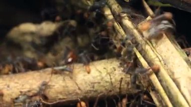 Yağmur ormanları boyunca koşan karıncaların videosu, Ekvador Amazon