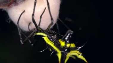 Dikenli örümceğin yavaş çekim videosu, Micrathena sp örgü ören ipek yuvası, Ekvador Amazon
