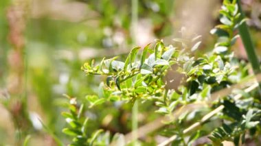Yabanarısı ağır çekimde uçuyor, bitki ve hayvan videosu.