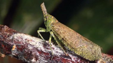 Fulgorid böceği, Ekvador Amazon 'undan hemipteran böceği, büyümüş kafalı, video 