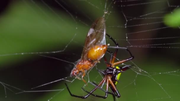 Cámara Lenta Spiny Orb Weaver Araña Con Mosca Trampa — Vídeos de Stock