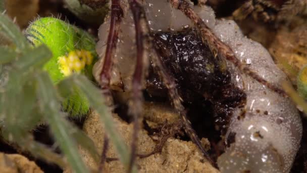 Grote Pottenbakkerwesp Vespidae Larve Die Zich Voedt Met Verlamde Spinnen — Stockvideo