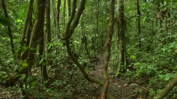 厄瓜多尔亚马逊热带雨林的录像 — 图库视频影像