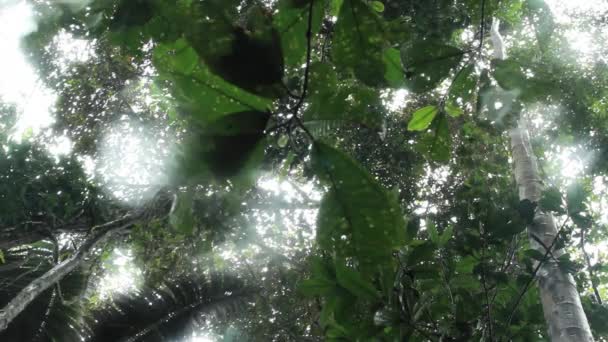 Video Follaje Verde Del Bosque Hojas Verdes — Vídeos de Stock