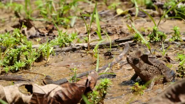 Zeitlupenvideo Von Springender Waldkröte Rhinella Margaritifera — Stockvideo