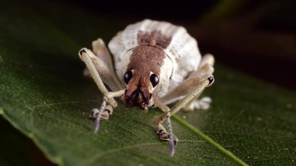 Vídeo Glitter Weevil Compsus Amazonía Ecuatoriana — Vídeos de Stock