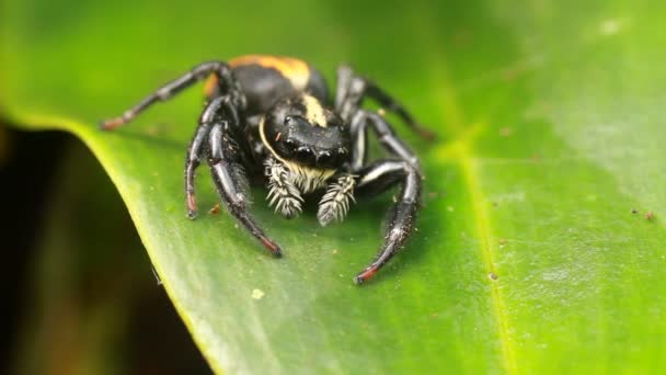 Atlayan Örümcek Salticidae Ailesi Video — Stok video