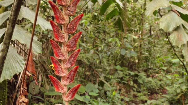 Video Heliconia Velligera Rode Plant Bloem — Stockvideo