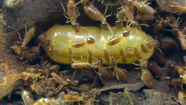 Vídeo Reina Termitas Termitas Insectos — Vídeos de Stock