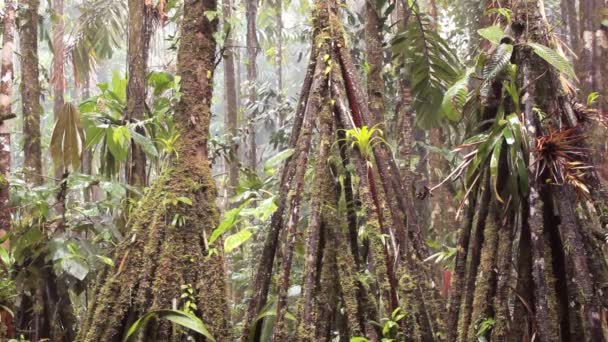 Regen Tropischen Wäldern Grüne Blätter Pflanzen Video — Stockvideo