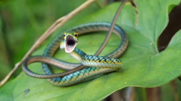 Βίντεο Από Φίδι Παπαγάλου Leptophis Ahaetulla Εκουαδόρ Αμαζόνιο — Αρχείο Βίντεο