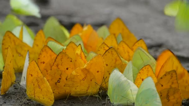 Ralenti Vidéo Famille Des Papillons Pieridae Volant Autour Amazonie Équatorienne — Video