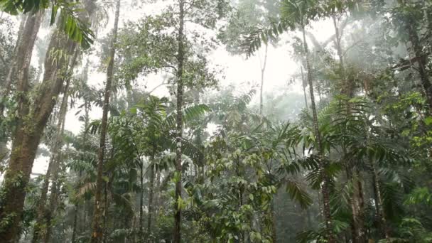 Pioggia Nella Foresta Tropicale Foglie Verdi Sulle Piante Video — Video Stock