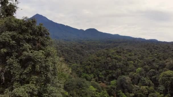 drone aérien vidéo, forêt avec des arbres et des montagnes