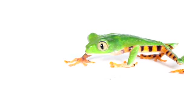 Video Von Tiger Gestreifter Laubfrosch Phyllomedusa Tomopterna Studio Auf Weißem — Stockvideo