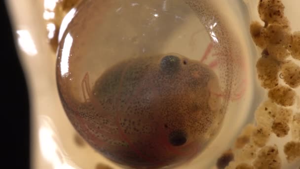 Video Van Eiermassa Van Amazon Leaf Frog Cruziohyla Craspedopus Tadpole — Stockvideo