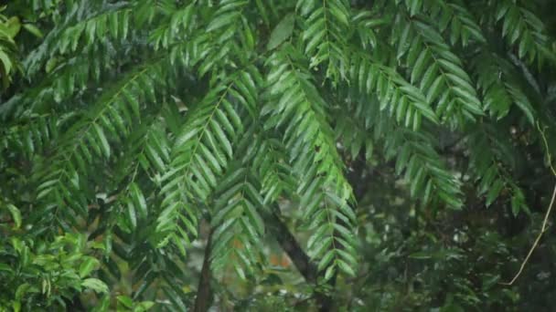 Raining Green Forest Wet Leaves Video — Stock Video