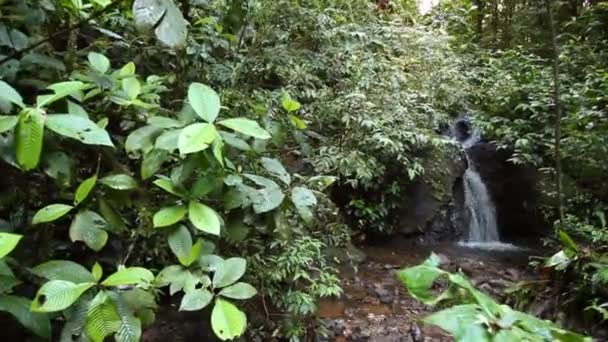 River Steam Water Flow Wild Tropical Forest Video — Stock Video