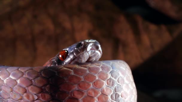 Vídeo Tropical Flat Snake Siphlophis Compressus Cintilando Sua Língua Bifurcada — Vídeo de Stock