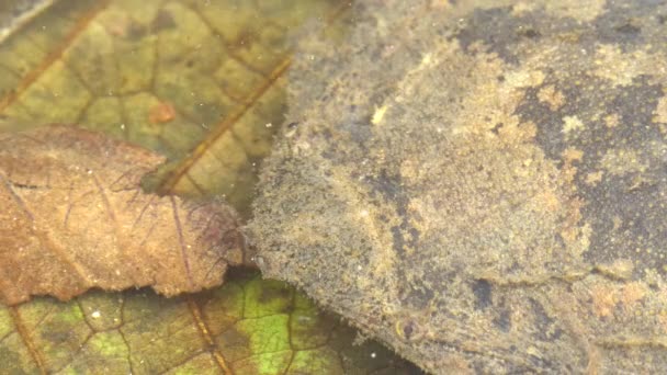 Nahaufnahme-Video von Suriname-Krötenfroschhaut, Pipa-Pipa im Wasser, Tarnung