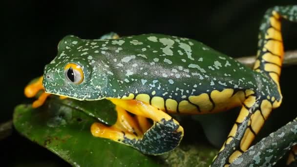 Video Lento Amazon Leaf Frog Planta Cruziohyla Craspedopus — Vídeos de Stock
