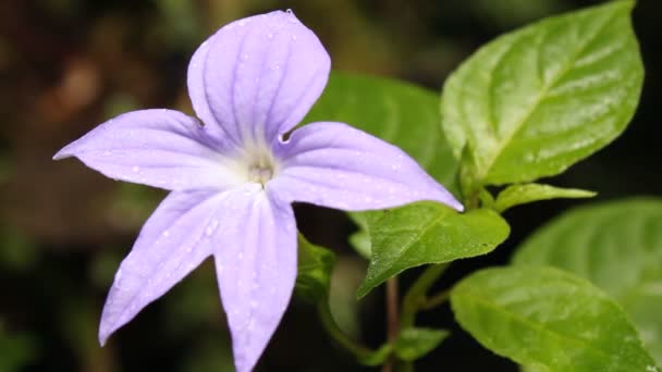 Vídeo Flor Violeta Púrpura — Vídeos de Stock