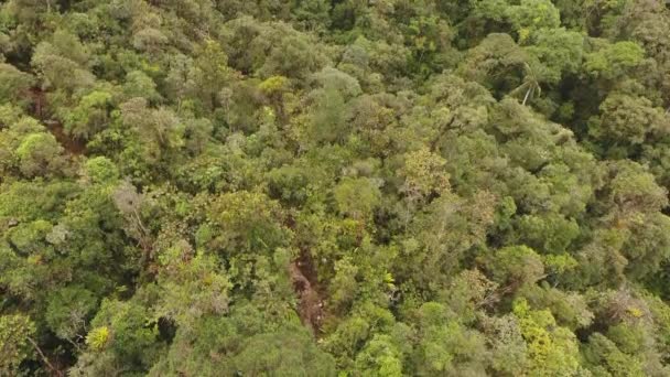 緑の木々や植物を持つ風景牧草地のドローンビデオ — ストック動画