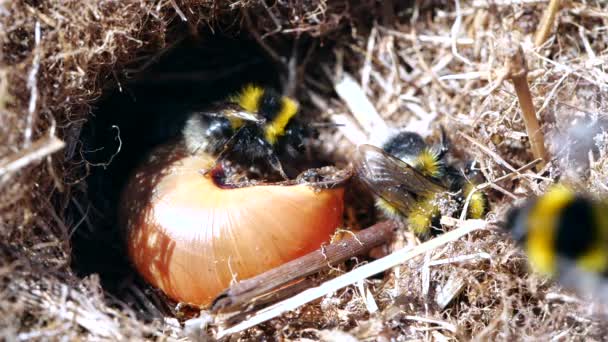 Lassított Felvételen Bumble Méhek Fészkelnek Egy Csigahéj Körül — Stock videók