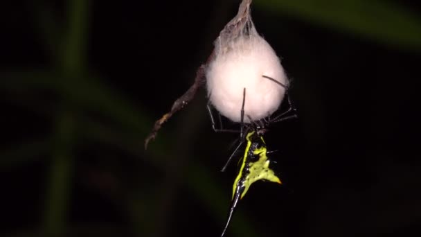 Spiny Orb Weaver Spider Micrathena Founting Silk Nest Ecuadorian Amazon — 비디오