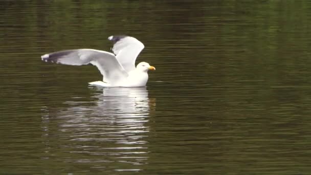 Slow Motion Video White Seagull Swimming Pond Water — Stock Video