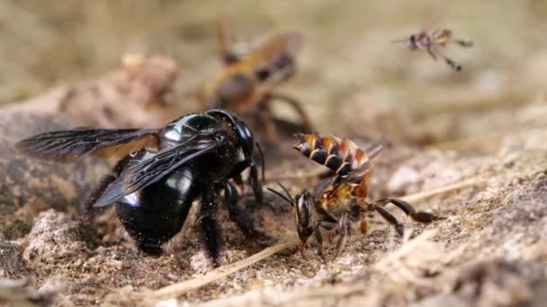 Zeitlupenvideo Gemischte Gruppe Einheimischer Bienen Auf Salz Flussufer Ecuadorianischen Amazonas — Stockvideo