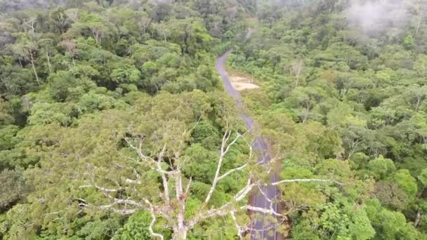 Vídeo Vista Aérea Carretera Ecuador Selva Tropical Cuenca Amazónica — Vídeos de Stock