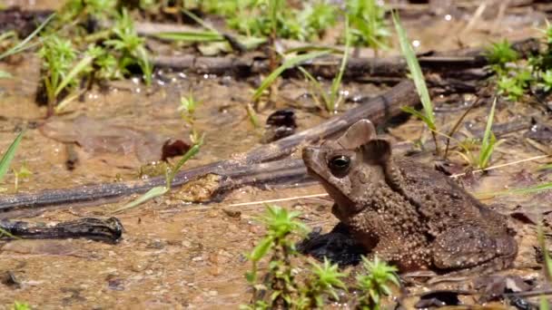 vidéo ralenti de saut Crapaud des forêts, Rhinella margaritifera grenouille
