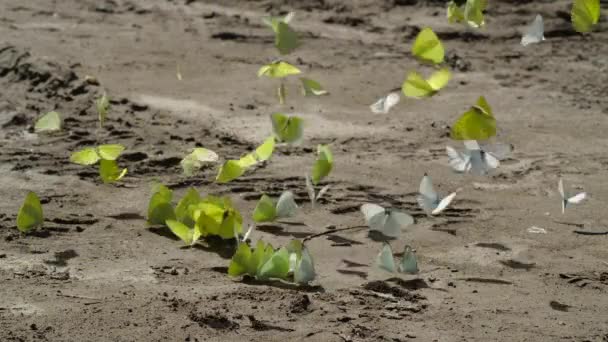 Відео Метеликів Родини Pieridae Літають Навколо Еквадорської Амазонки — стокове відео
