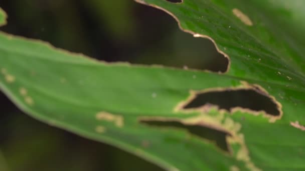 Salto Câmera Lenta Vídeo Amazon Leaf Frog Cruziohyla Craspedopus — Vídeo de Stock