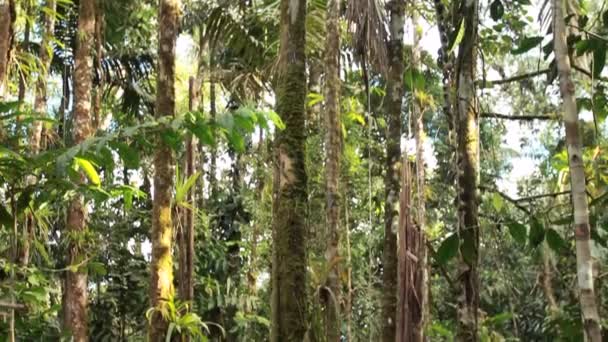 Wilder Tropischer Wald Grüne Blätter Pflanzen Video — Stockvideo