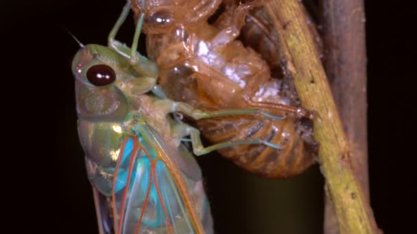 Macro Video Van Een Nieuw Opgedoken Cicade Tevoorschijn Gekomen Uit — Stockvideo