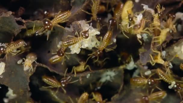 Video Von Tropischen Insekten Heer Von Termiten Zeitlupe — Stockvideo