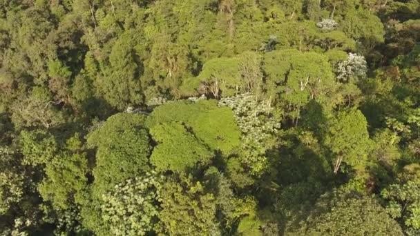 熱帯雨林のドローン映像緑の葉植物植物植物 — ストック動画