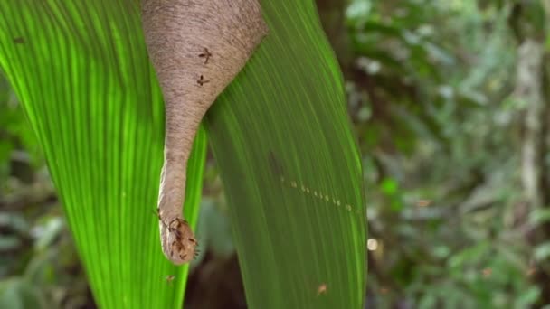 Wasps Polybia Swarming Entrance Nest Hanging Leaf Rainforest Understory Ecuadorian — стоковое видео