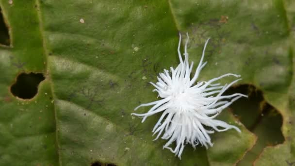 Aphid Kiöntött Viasszal Esőerdők Bokrának Levelén Trópusi Esőerdőkben Ecuador Videó — Stock videók