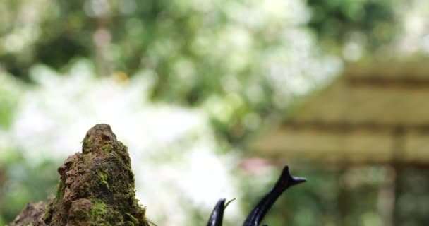 Vidéo Dendroctone Éléphant Megastoma Acaeton Grimpant Sur Tronc Arbre — Video