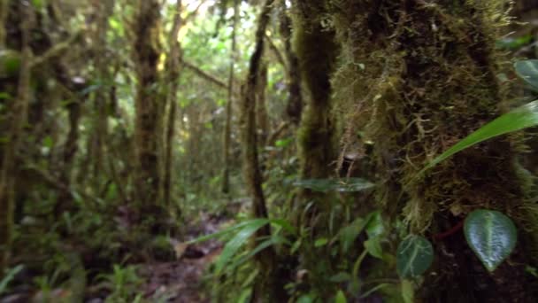 Foresta Tropicale Selvaggia Con Alberi Erba Muschio Tronchi Albero Video — Video Stock