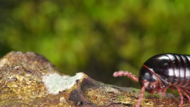 Slow Motion Amazonas Millipede Promenader Längs Gren Video — Stockvideo