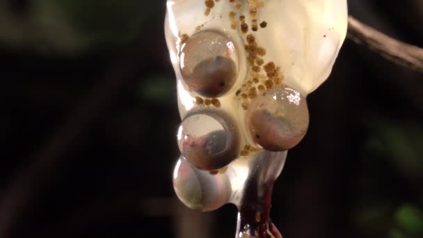 Video Van Amazone Leaf Frog Eggs Cruziohyla Craspedopus Tadpolen — Stockvideo